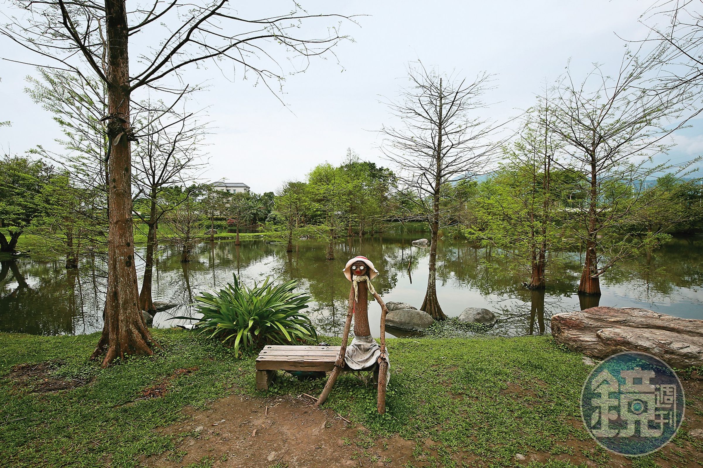 「松湖驛站」戶外庭園水池畔，種植不少落羽松。