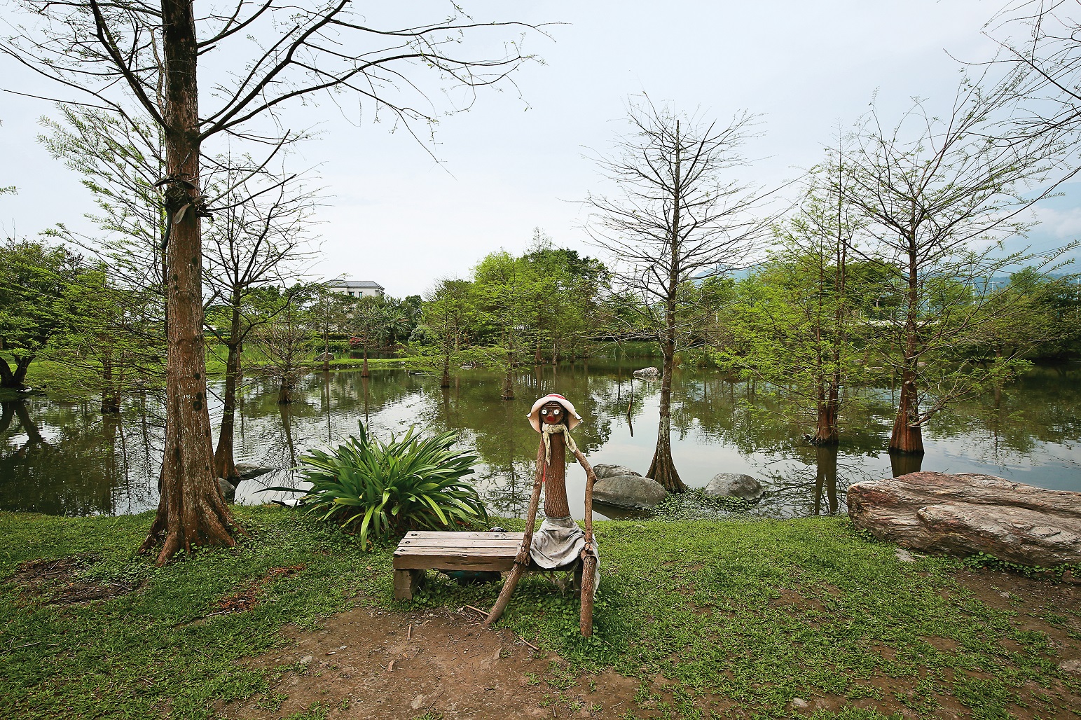 「松湖驛站」戶外庭園水池畔，種植不少落羽松。
