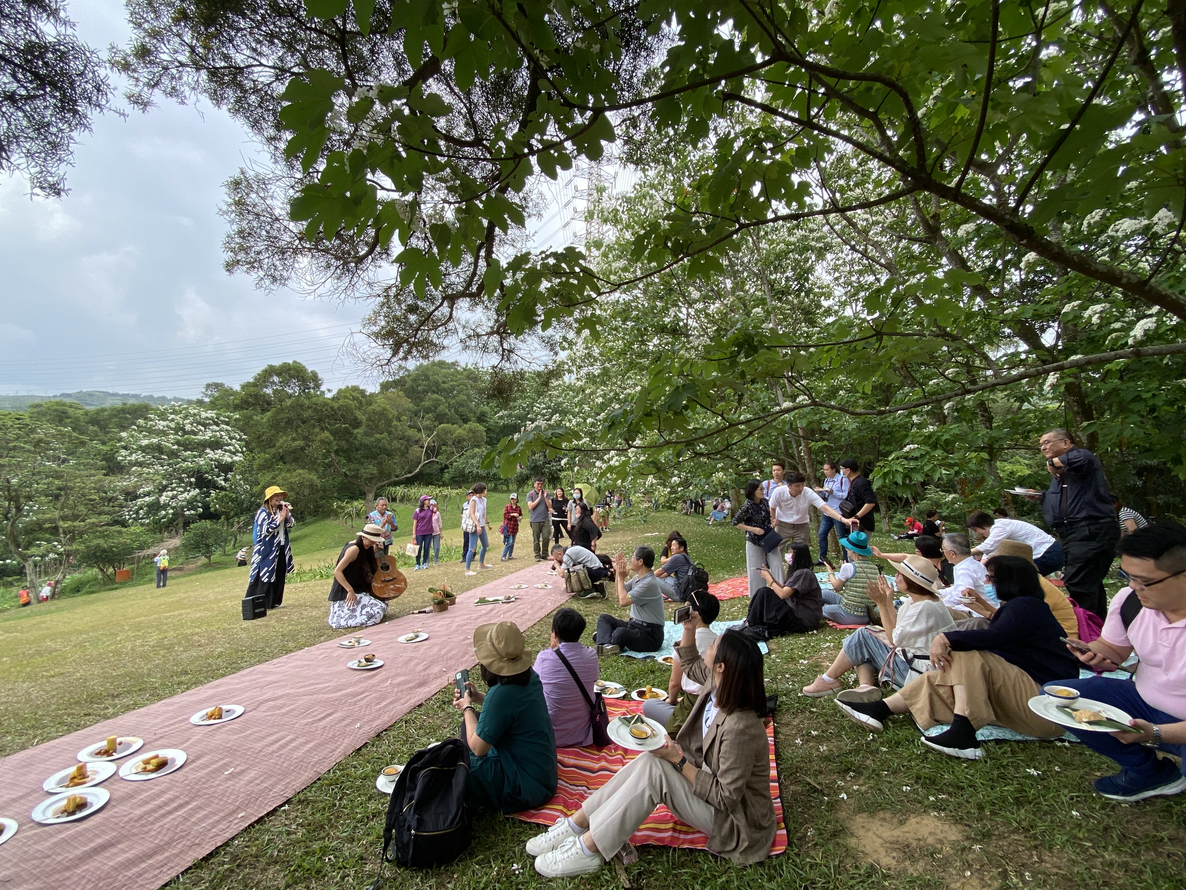 坐在草地上聽音樂、賞桐花，非常愜意。