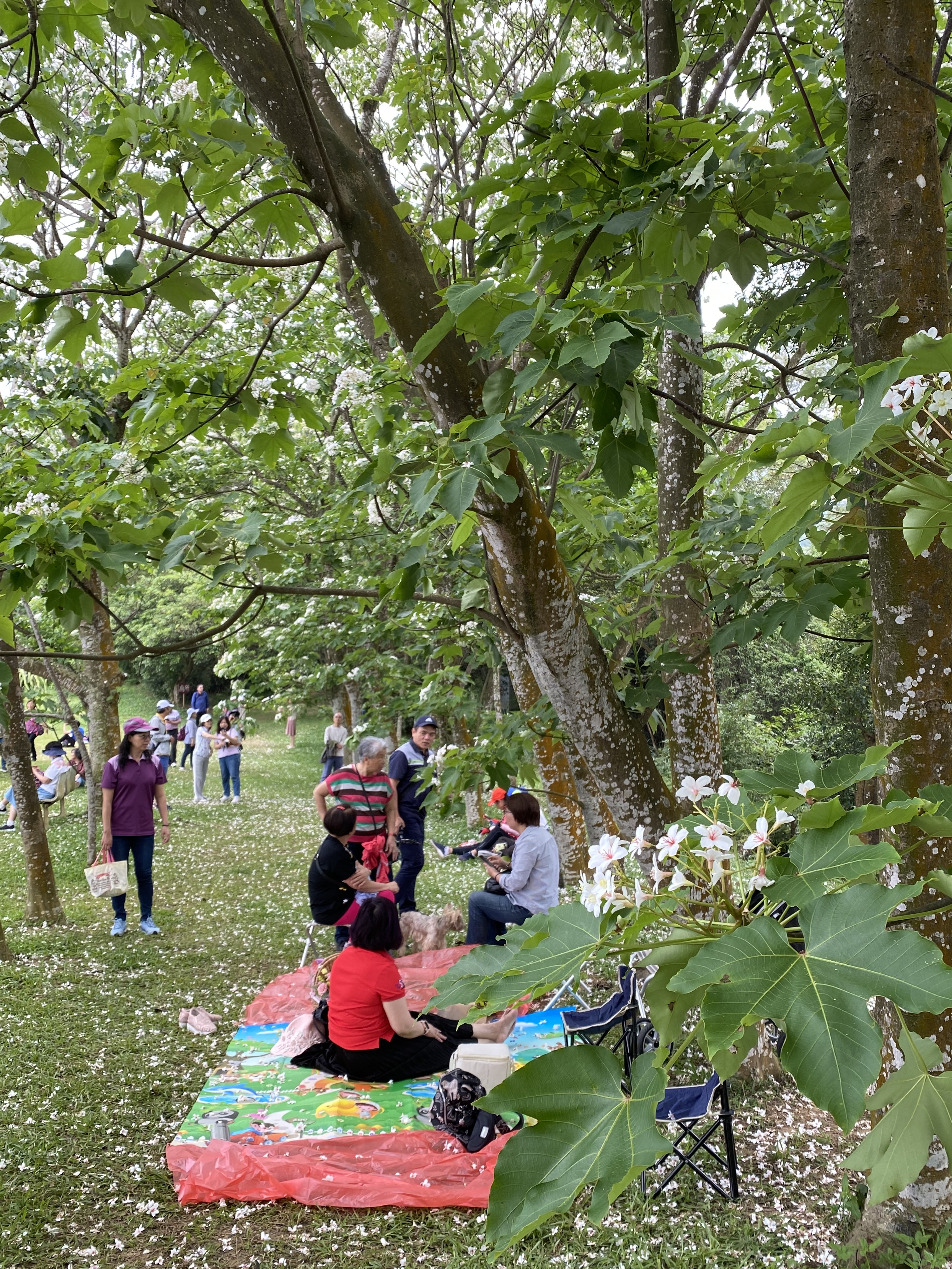 不少旅客都帶著野餐墊來野餐。