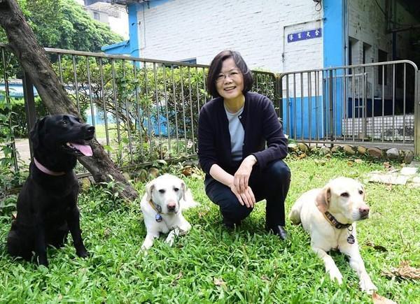 蔡英文領養的3隻退役導盲犬Bunny、Bella、Maru。（翻攝自蔡英文臉書）