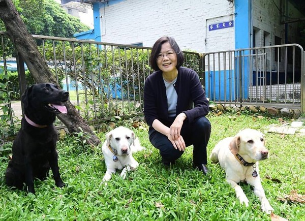蔡英文領養的3隻退役導盲犬Bunny、Bella、Maru。(翻攝自蔡英文臉書)