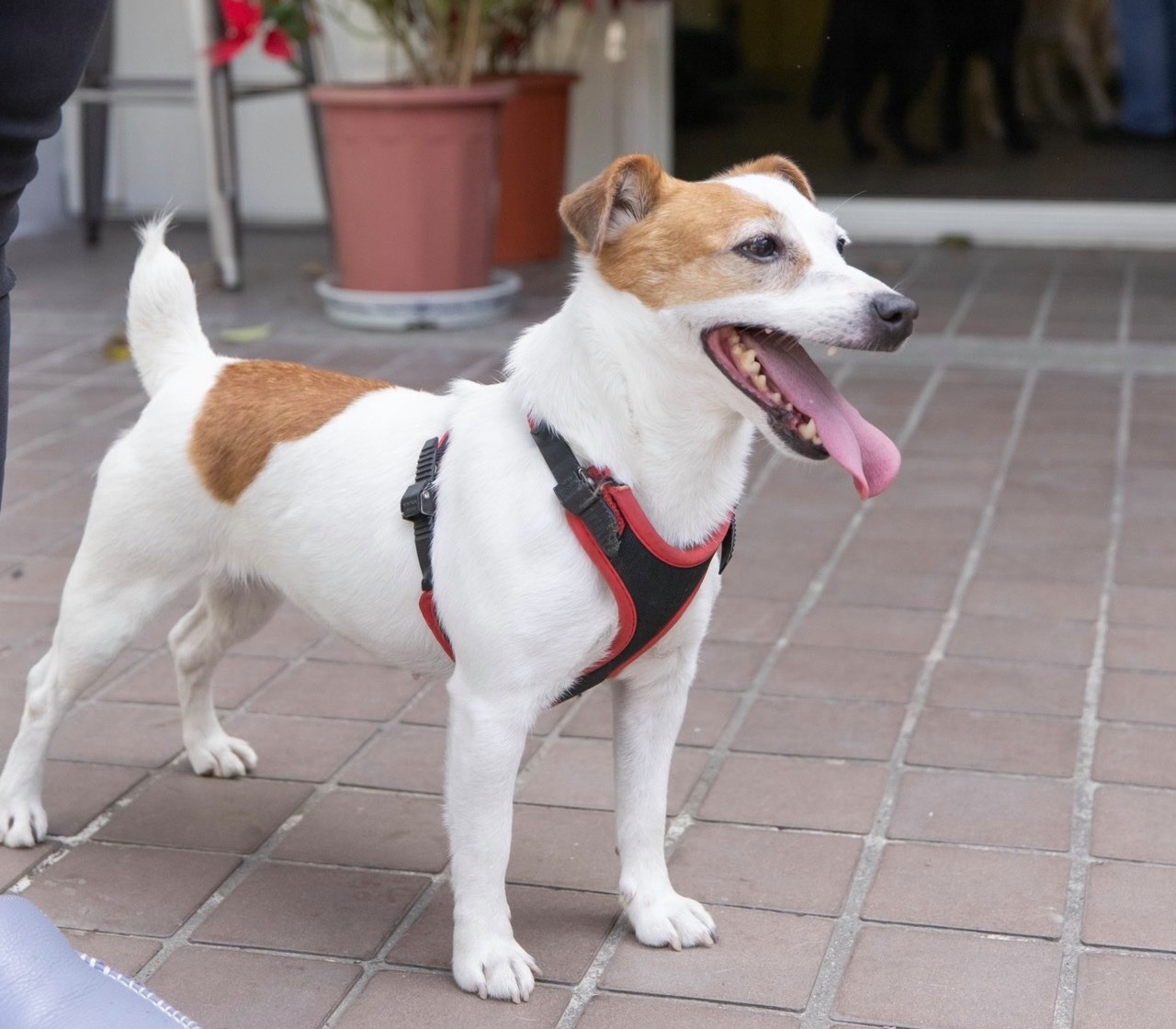 樂樂是退役搜救犬,在今年成為蔡英文的第6個毛小孩。(翻攝蔡英文臉書)