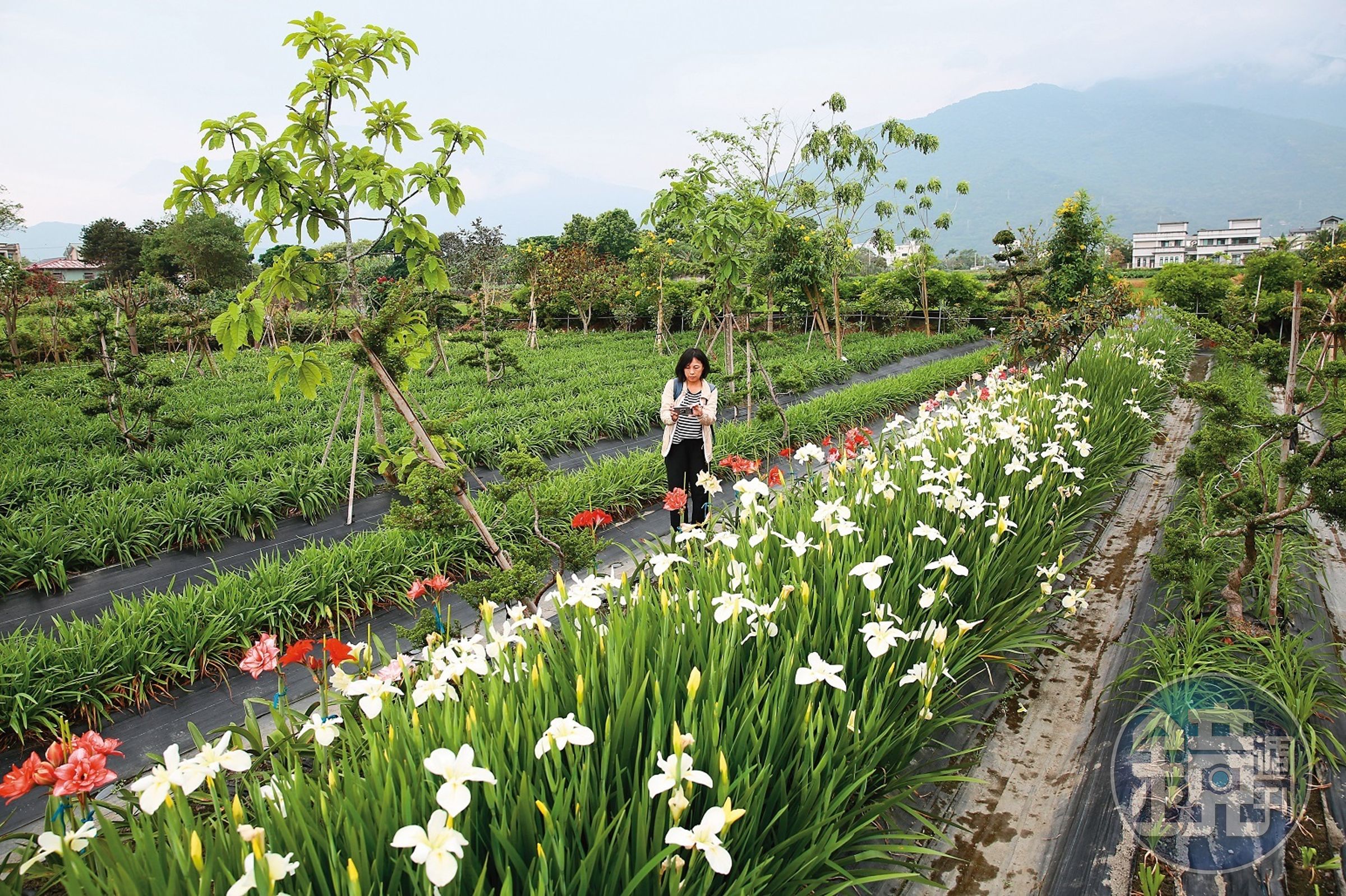 「嘉德花田」一年四季種有不同當季花卉。
