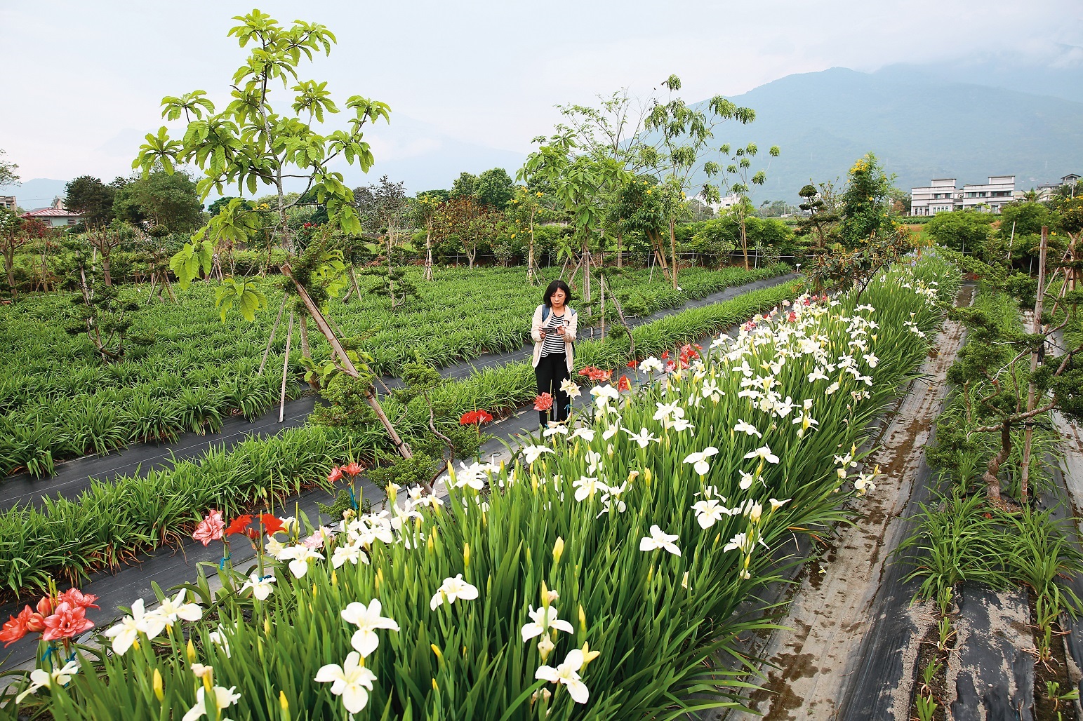 「嘉德花田」一年四季種有不同當季花卉。