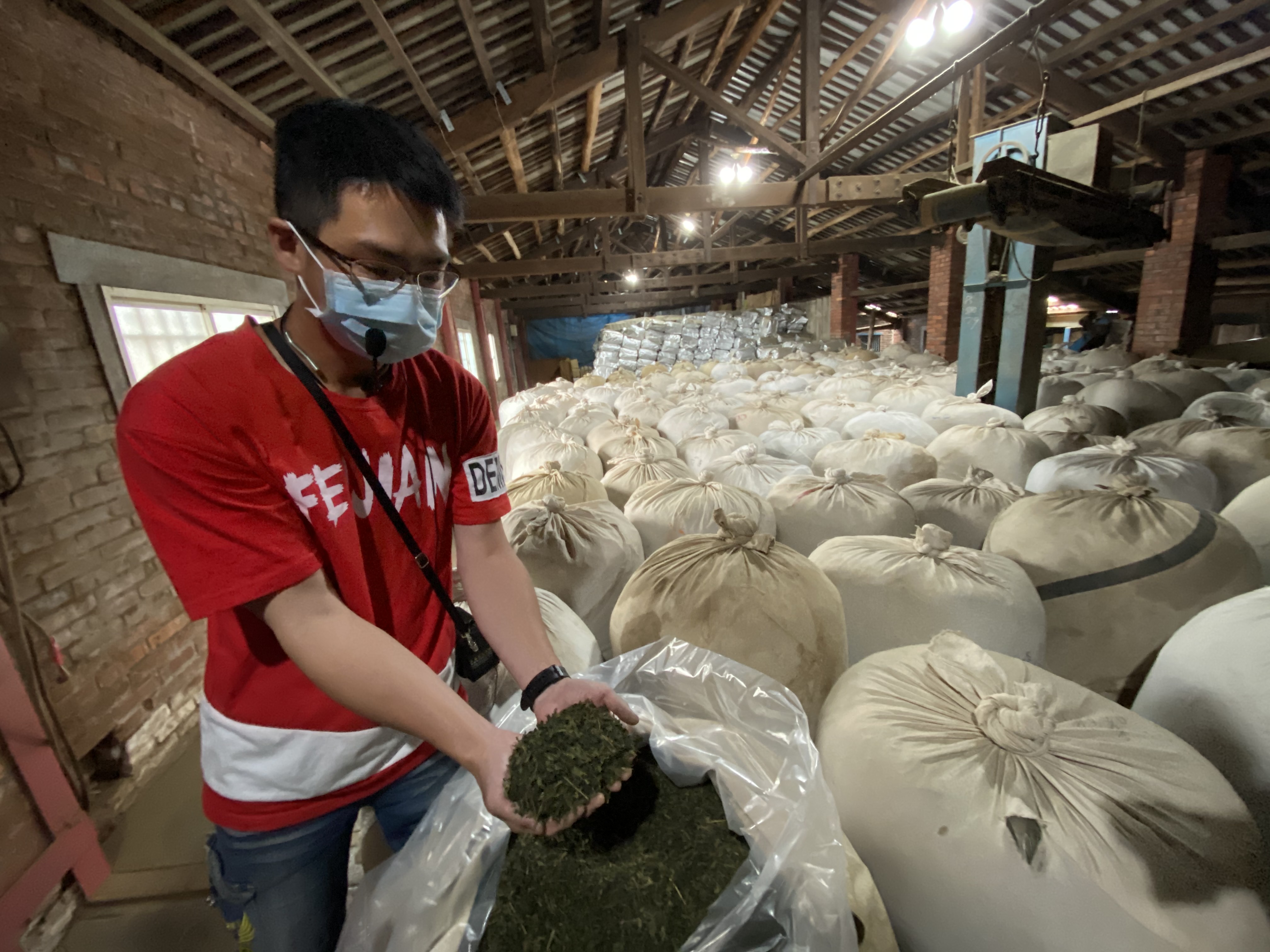 茶廠裡可以看見大量裝袋茶葉，場景壯觀。