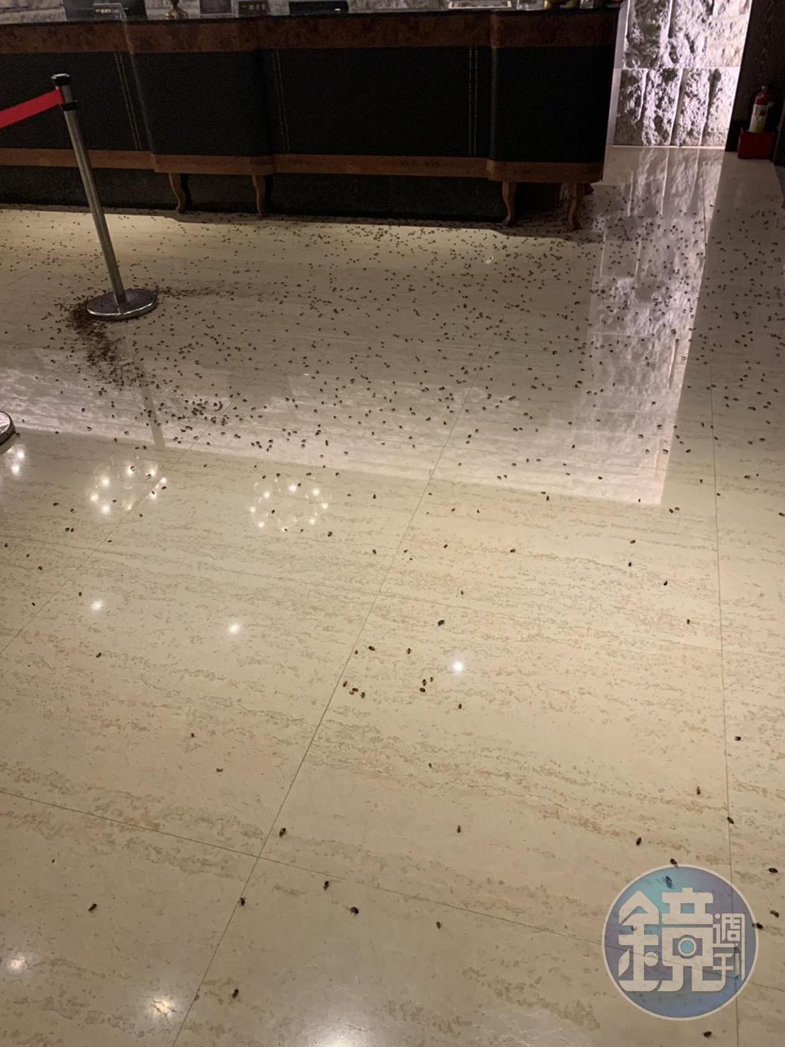 2名黑衣人從將手中兩大袋蟑螂潑灑於大廳後迅速跑往1樓逃逸,場面一度混亂。(讀者提供)