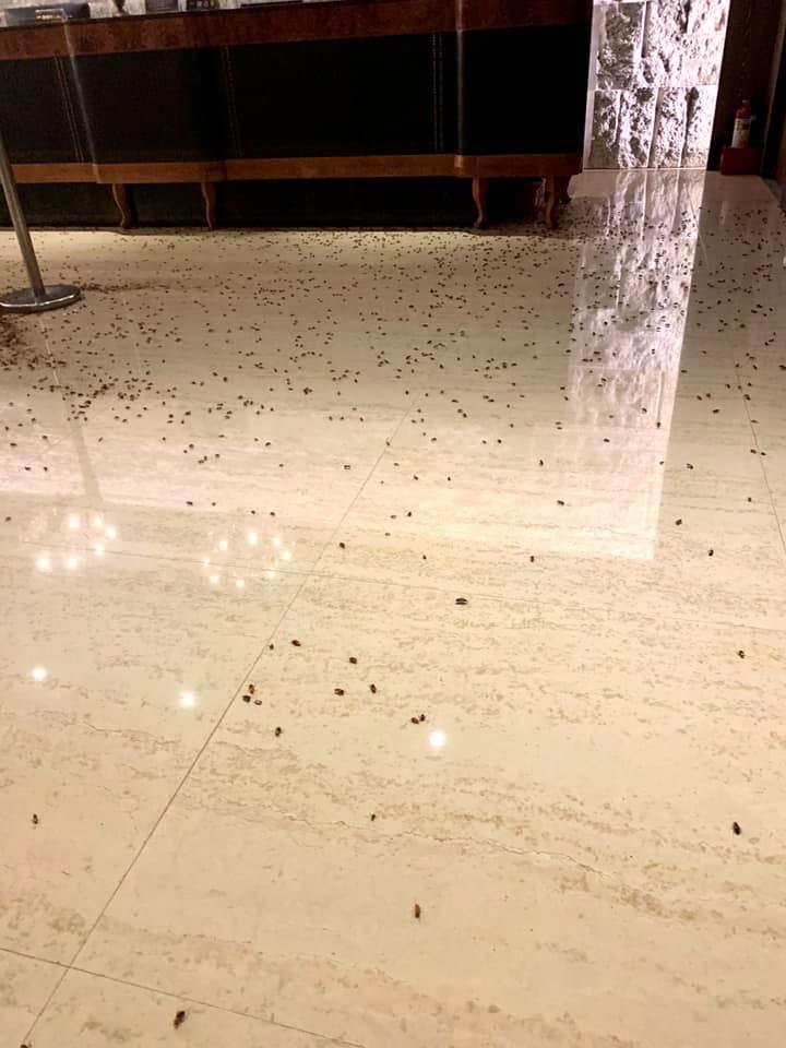 現場上千隻活蟑螂在地上亂竄,嚇壞不少經過人士。(翻攝自王欣儀臉書)