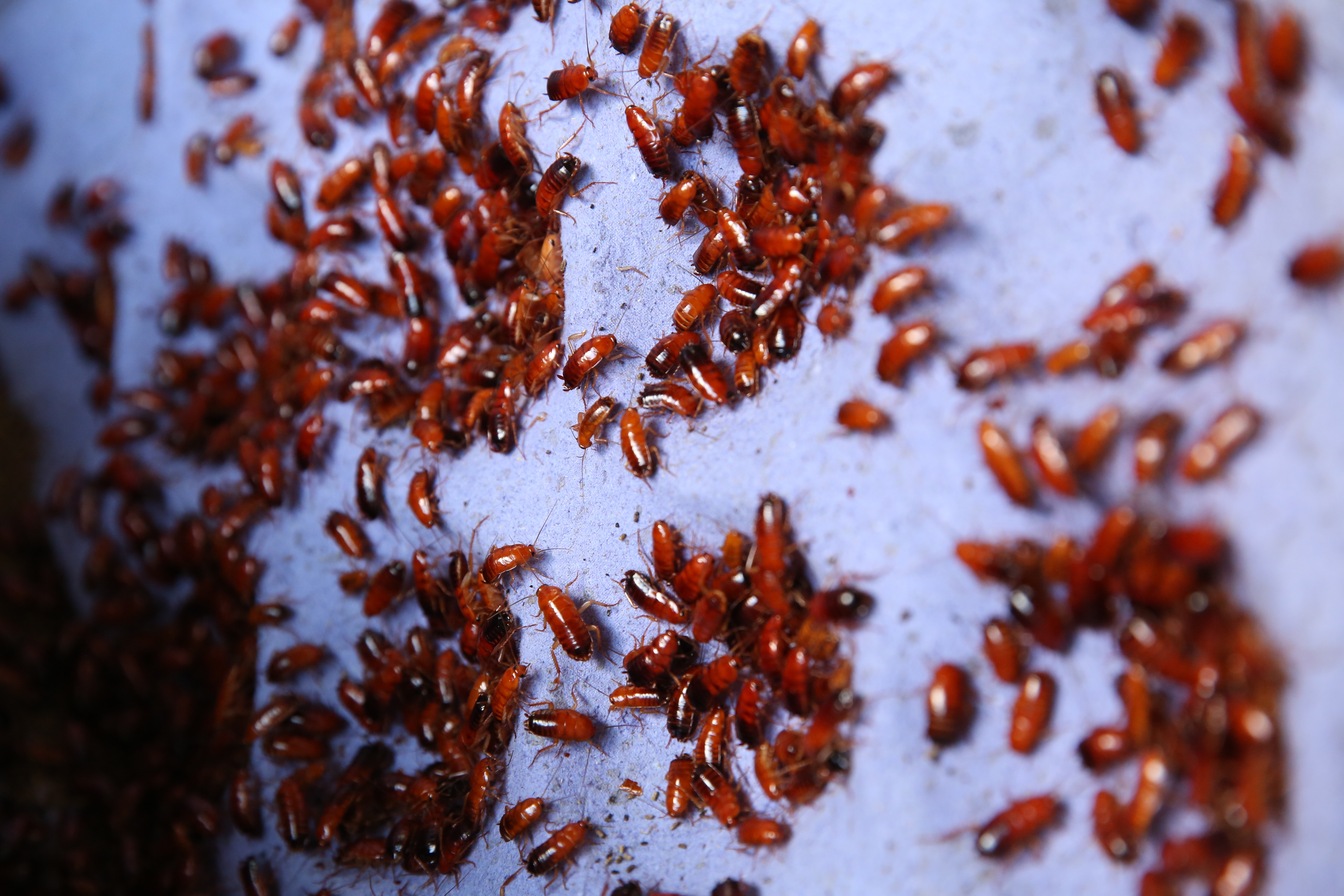 黑衣人襲警潑灑的「櫻桃紅蟑螂」，在網路上就買的到。（本刊資料照）