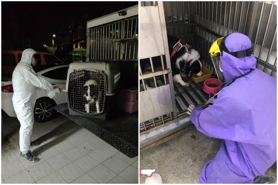 新北市動保處近日接獲衛生局通報,帶回1隻邊境牧羊犬隔離照顧。(新北市動保處提供)
