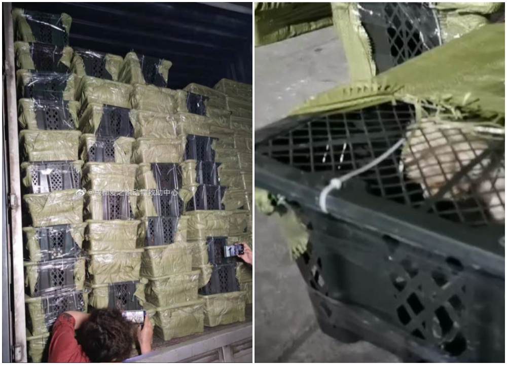 中國大陸有業者運送「寵物盲盒」遭查獲。（翻攝自成都愛之家動物救助中心微博）