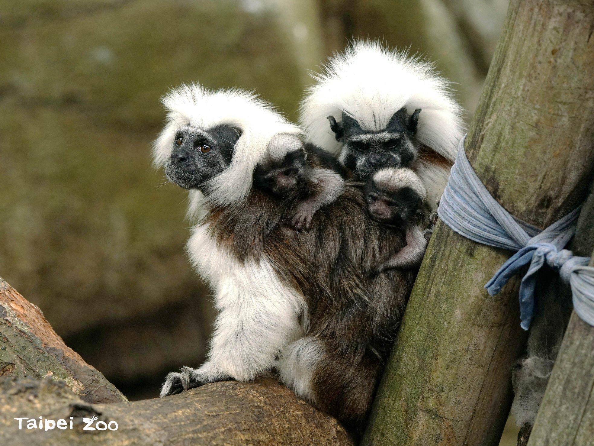 台北市立動物園棉頭絹猴於2日早上,迎接三胞胎寶寶。(台北市立動物園提供)