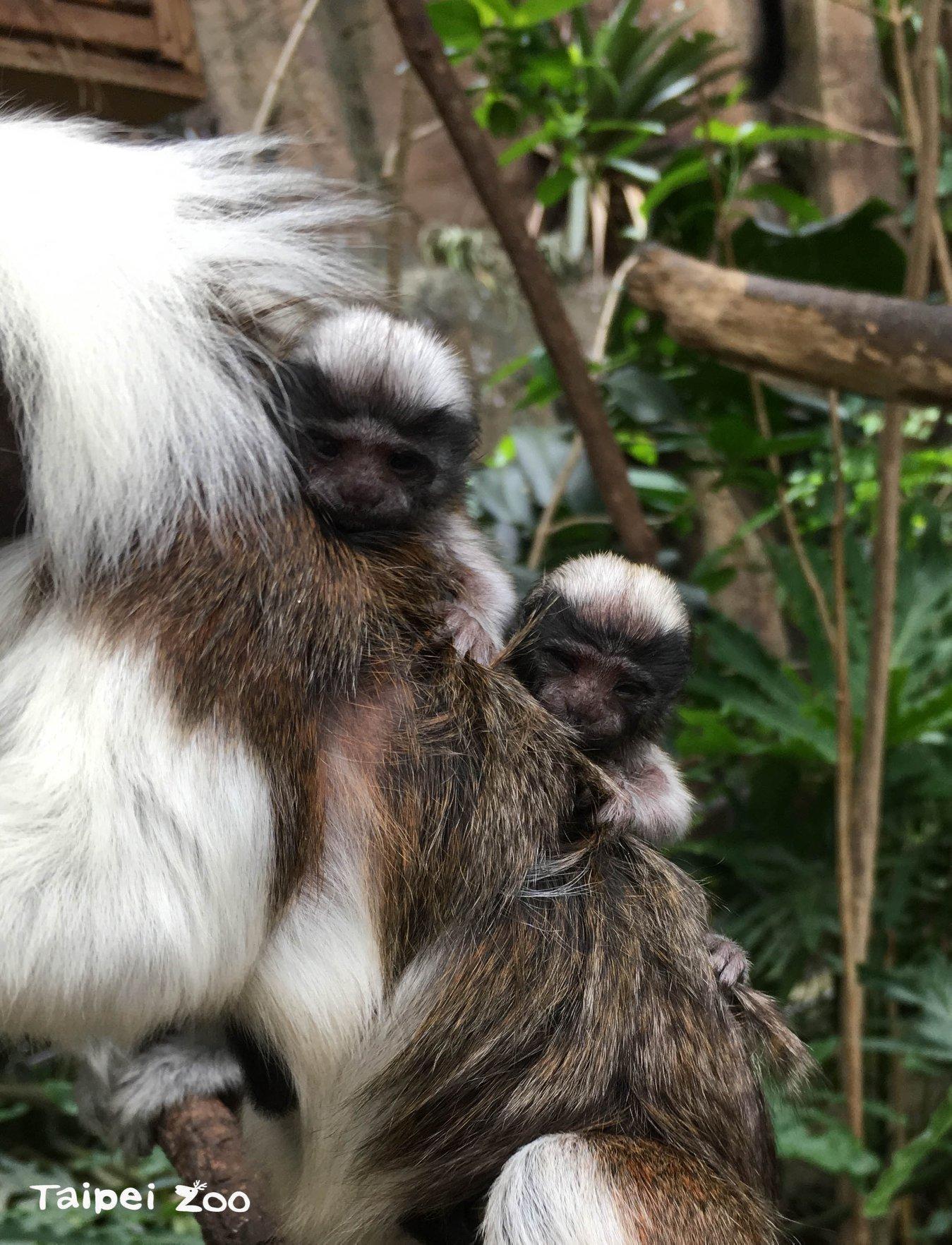 新生仔猴的重量通常會是媽媽的15~20%。(台北市立動物園提供)