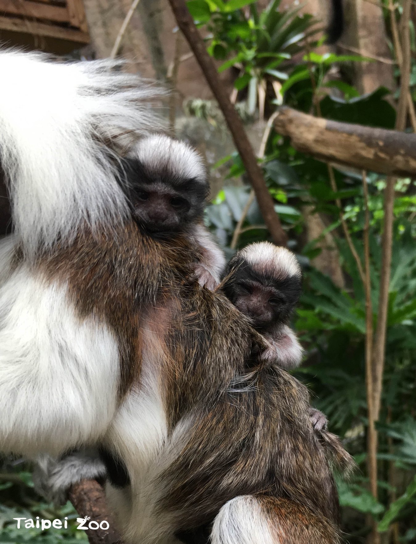 新生仔猴的重量通常會是媽媽的15~20%。(台北市立動物園提供)