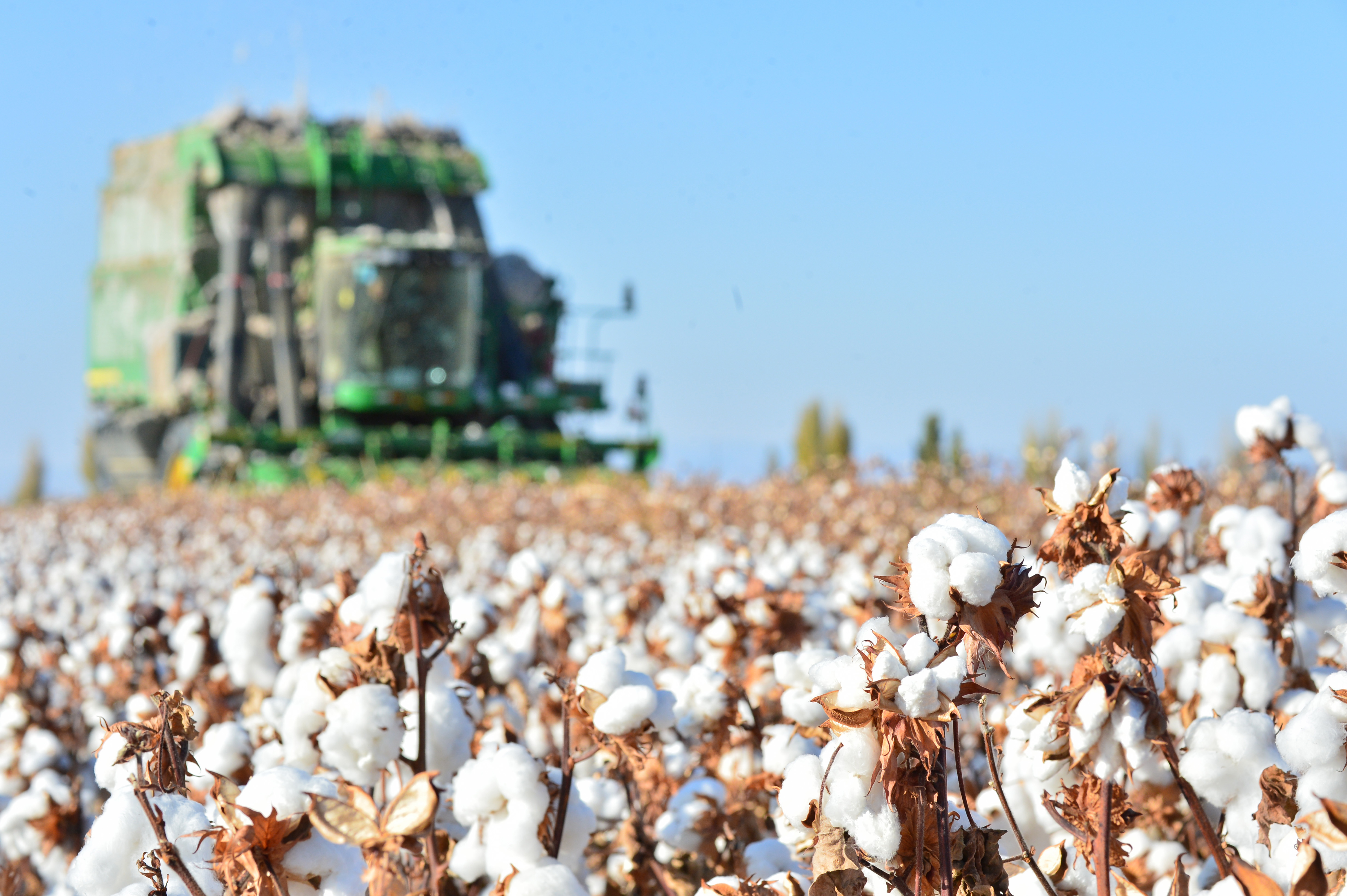 全球棉花產能銳減，化纖產品、尼龍棉將成為主要替代產品。（東方IC）