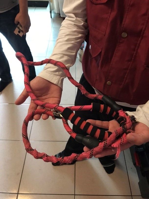 林姓保母使用P字鏈控制犬隻造成窒息悲劇。(新北市動保處提供)