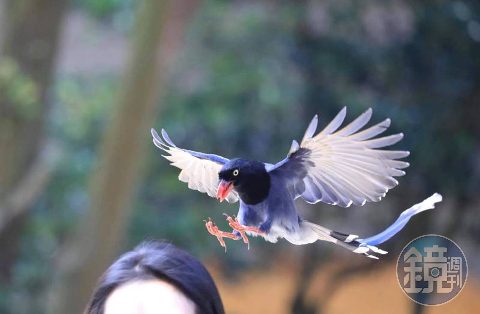 只要超線「台灣藍鵲頭殼勺就巴蕊」 網友暴動搶獻頭給國寶打- 鏡週刊Mirror Media