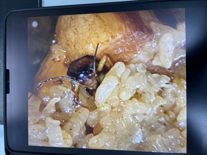 新北市「貴族學校」辭修高中的營養午餐，油飯竟出現蟑螂被學生拍下。（新北市議員廖宜琨提供）