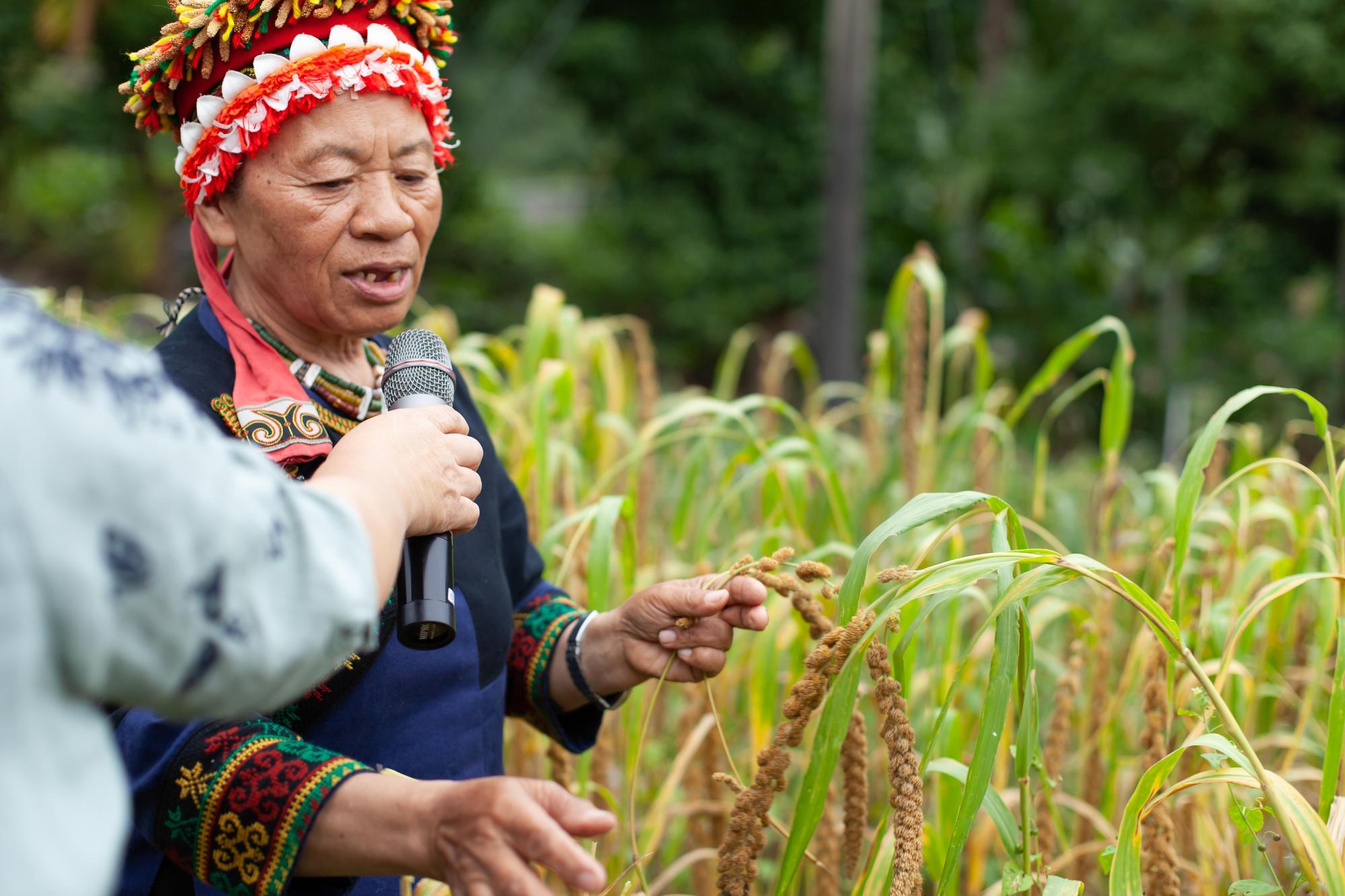 嘉蘭部落歐春香(歐媽媽)以古法種植多種小米,為快要消失的部落小米留種。(財團法人慈心有機農業發展基金會提供)