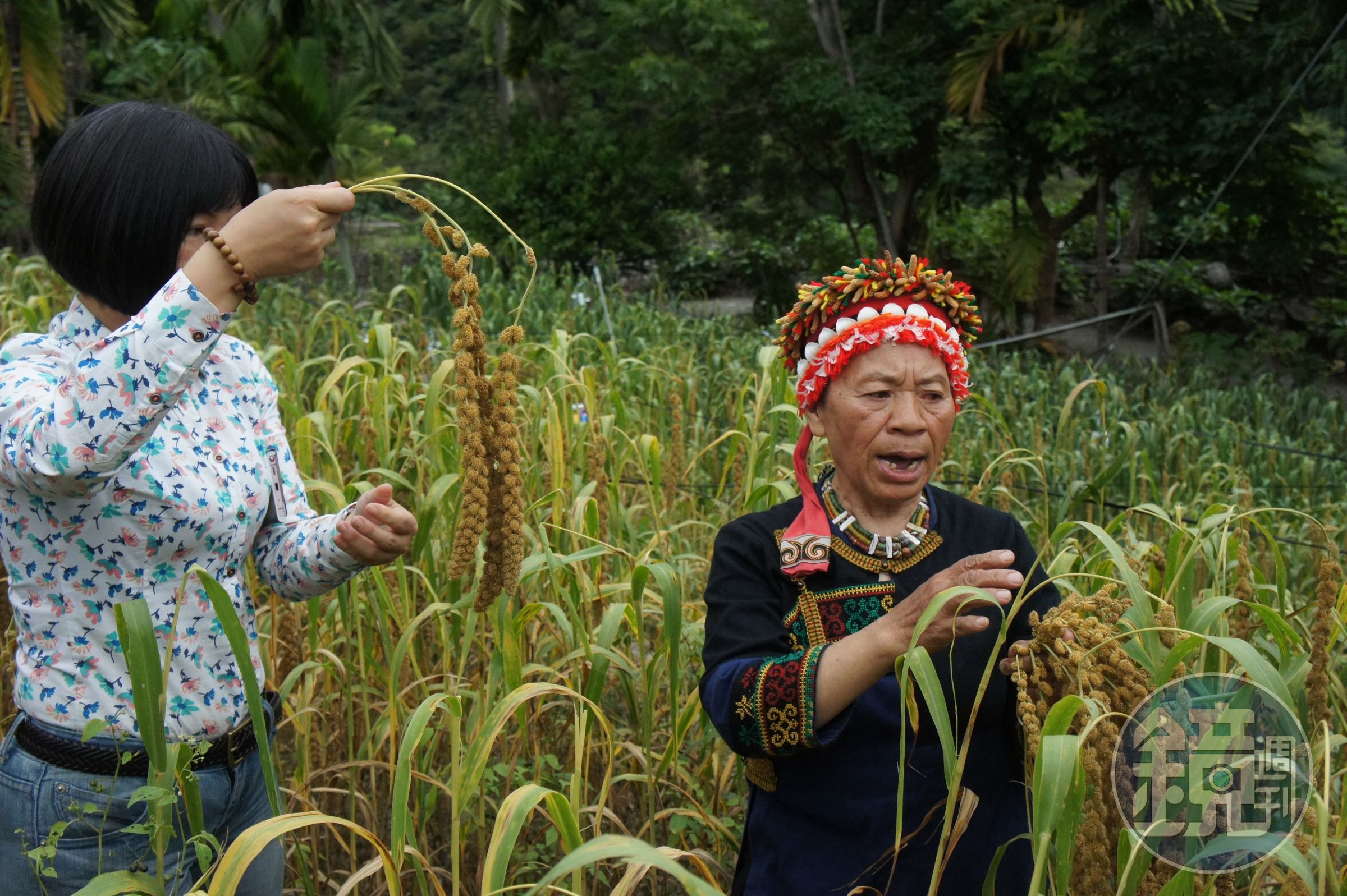 為了保種小米，歐春香（歐媽媽）每天都要和小鳥搶小米。