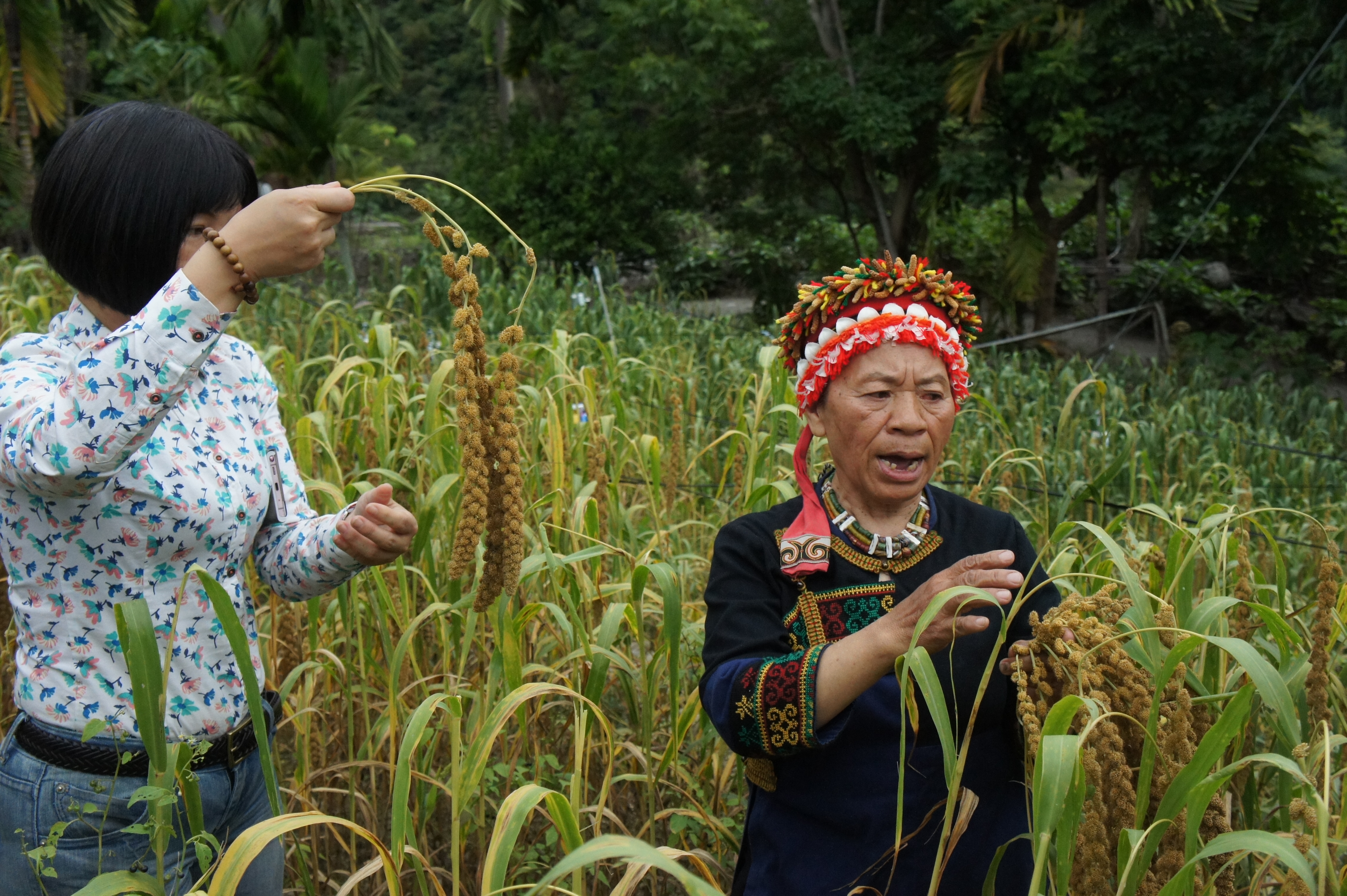 為了保種小米，歐春香（歐媽媽）每天都要和小鳥搶小米。