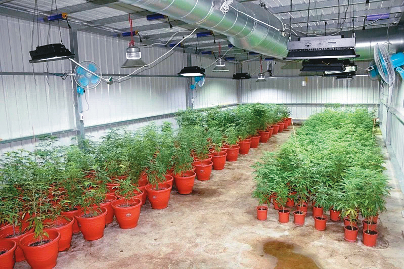 黑道覬覦毒品暴利,市值5億元的上千株大麻植株,全被警方查扣。(新竹市警方提供)