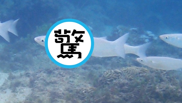 里夫斯收到的消息表示，他的婚戒在魚身上。（翻攝自Norfolk Island Time臉書）