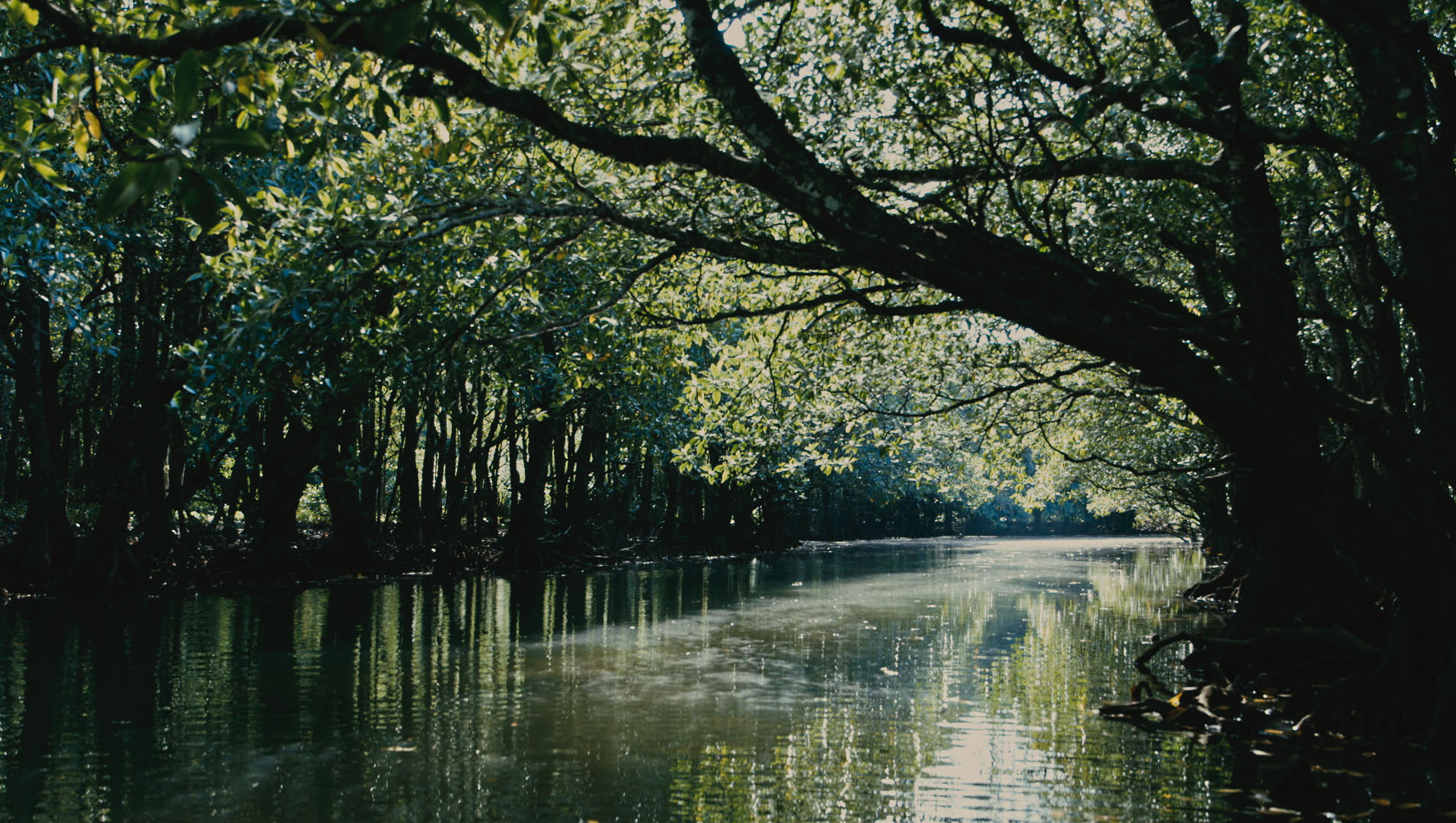 《綠色牢籠》除了揭開不堪的歷史,導演黃胤毓使用許多詩意的影像。(希望行銷提供)