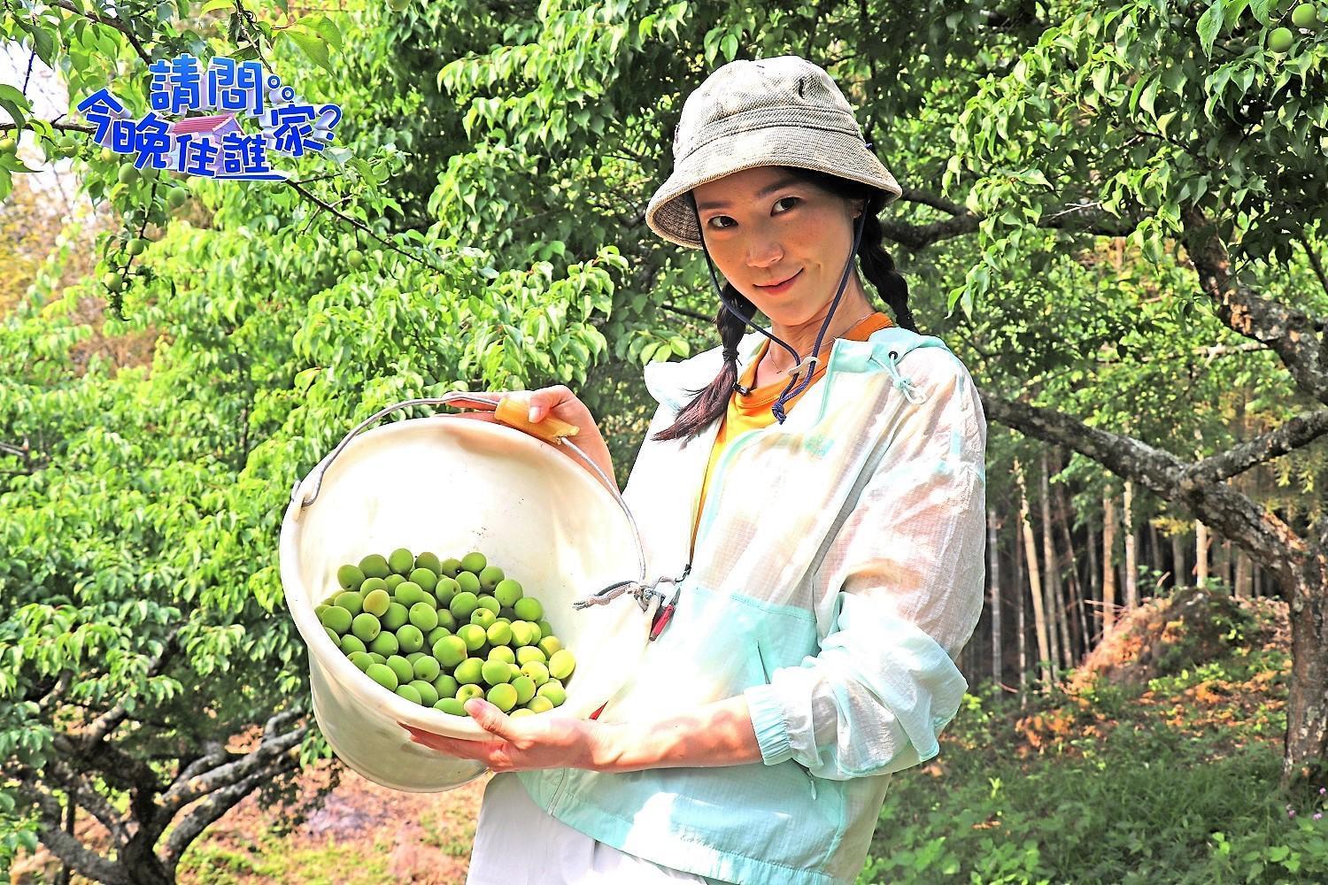鍾瑶上《請問今晚住誰家》體驗採梅樂趣。(東森超視提供)