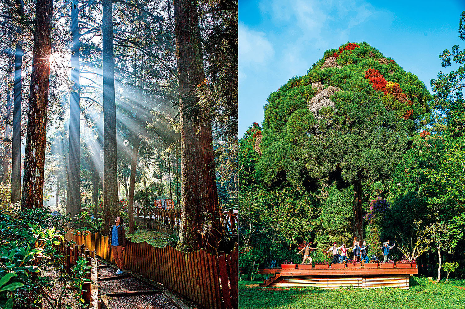 早晨的「溪頭自然教育園區」，可望見陽光從樹林間穿越薄霧灑落的美景。