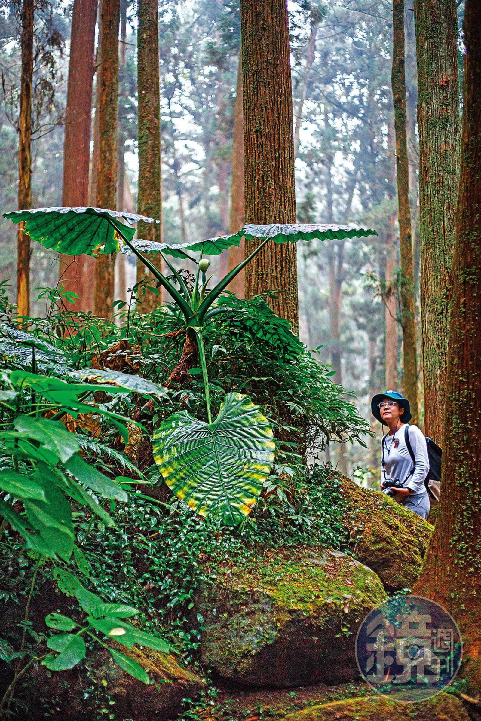 溪頭海拔介於800至2,000公尺間,月均溫攝氏11至21度,是台灣的避暑勝地。