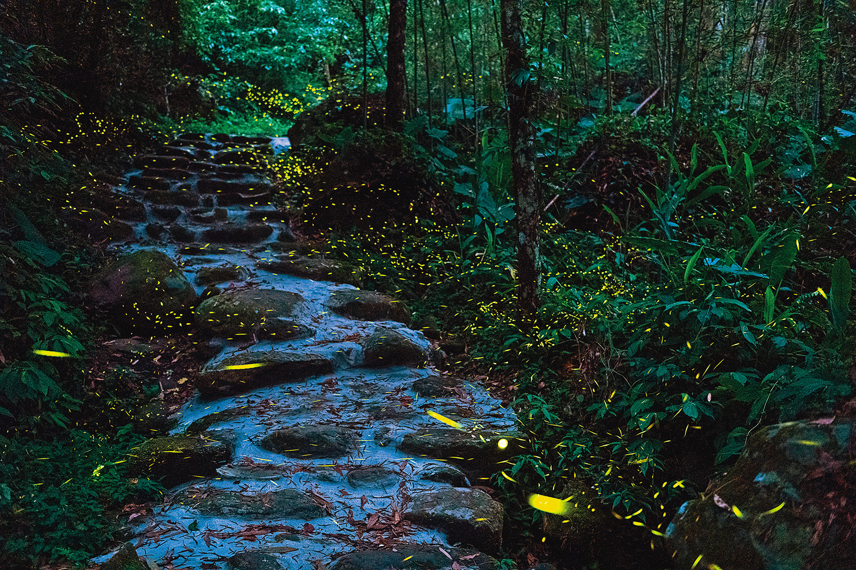 那伊魯灣風味餐廳附近的「四十二份湧泉自然生態步道」是觀賞螢火蟲的勝地。