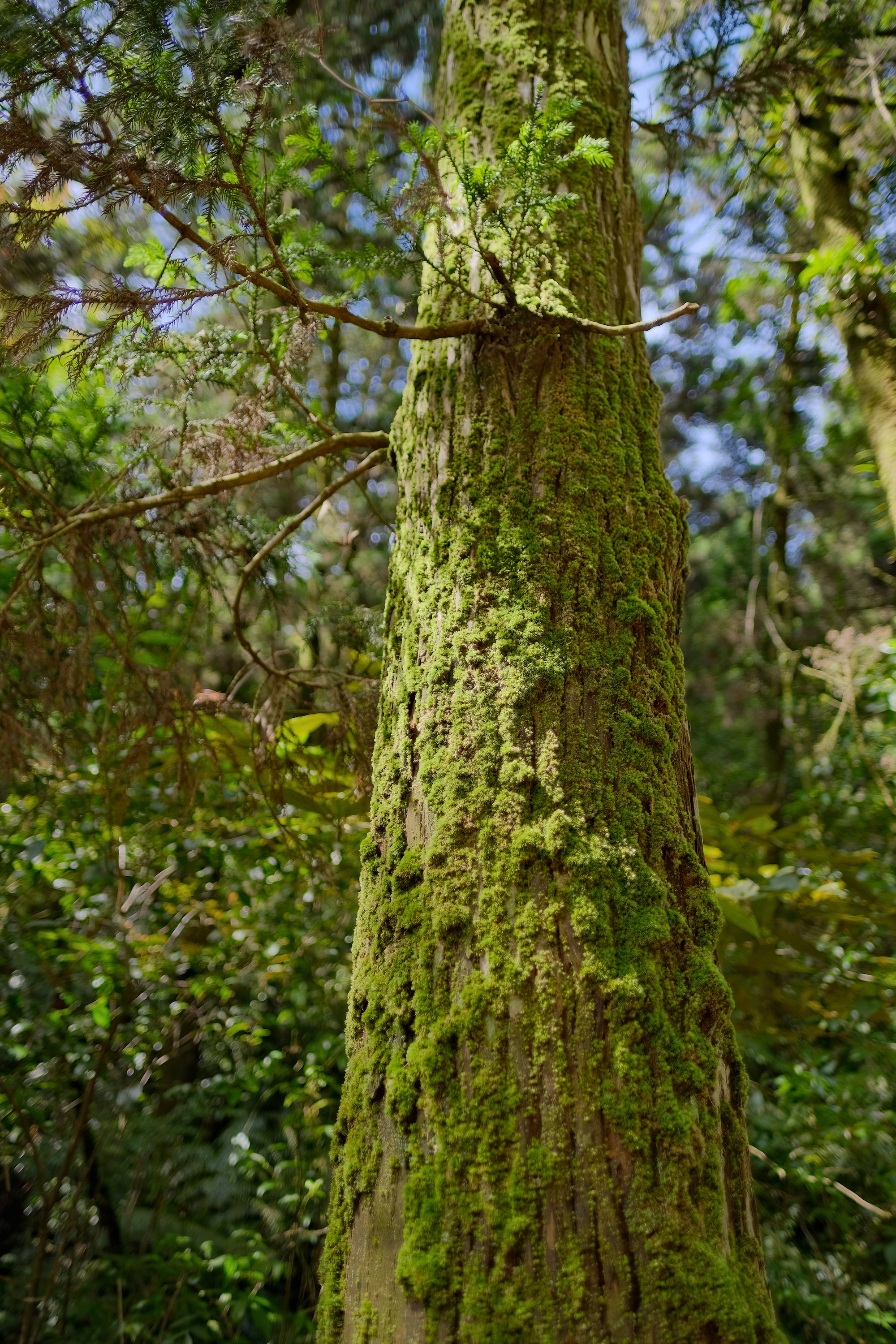 道路兩旁的柳杉木都披上了厚厚的青苔，古樸自然的風味蔓延其中。