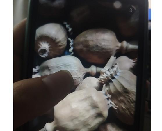 實際上長期食用罌粟殼，最嚴重會導致死亡。（翻攝自澎湃新聞）