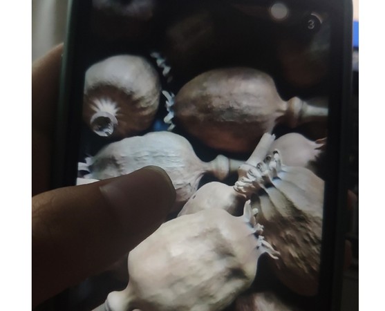 實際上長期食用罌粟殼，最嚴重會導致死亡。（翻攝自澎湃新聞）