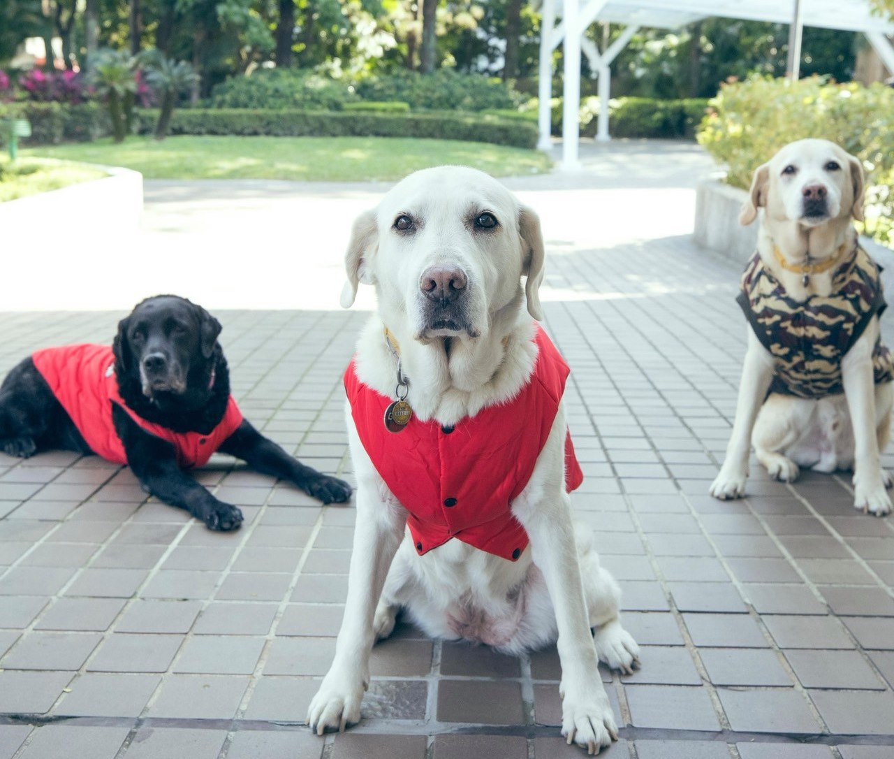 總統官邸傳出志工確診，外界關注蔡英文所養的退役犬健康狀況。（翻攝蔡英文臉書）