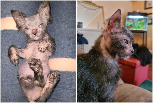 美國好心人布蕾帶回2隻孕貓，意外發現有隻小貓咪與眾不同。（翻攝自graciewolfcat IG）