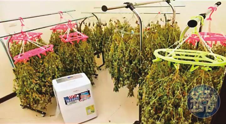 葉嫌等人在豪宅內用衣架晾乾大麻葉,並用除濕機加快乾燥速度,再銷往北部夜店牟利。