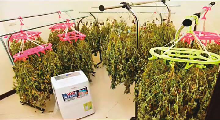 葉嫌等人在豪宅內用衣架晾乾大麻葉，並用除濕機加快乾燥速度，再銷往北部夜店牟利。