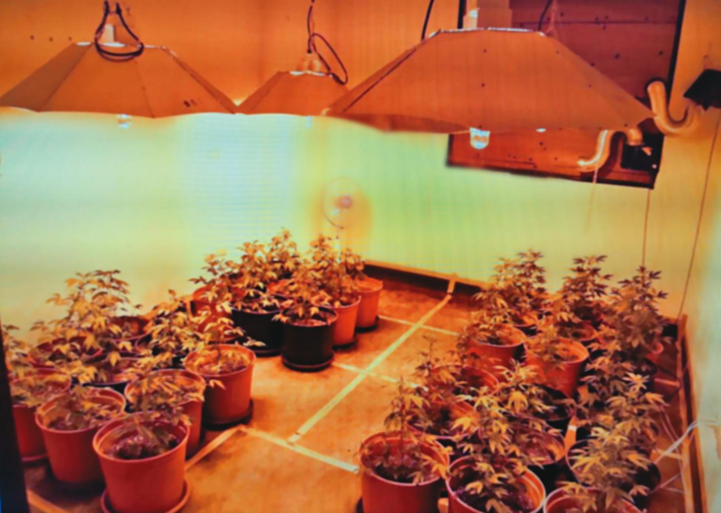 葉姓毒梟等人承租33棟豪宅充當大麻農場,並自行架設溫控、灑水及燈照設備,收成後再銷往北部夜店。(翻攝畫面)