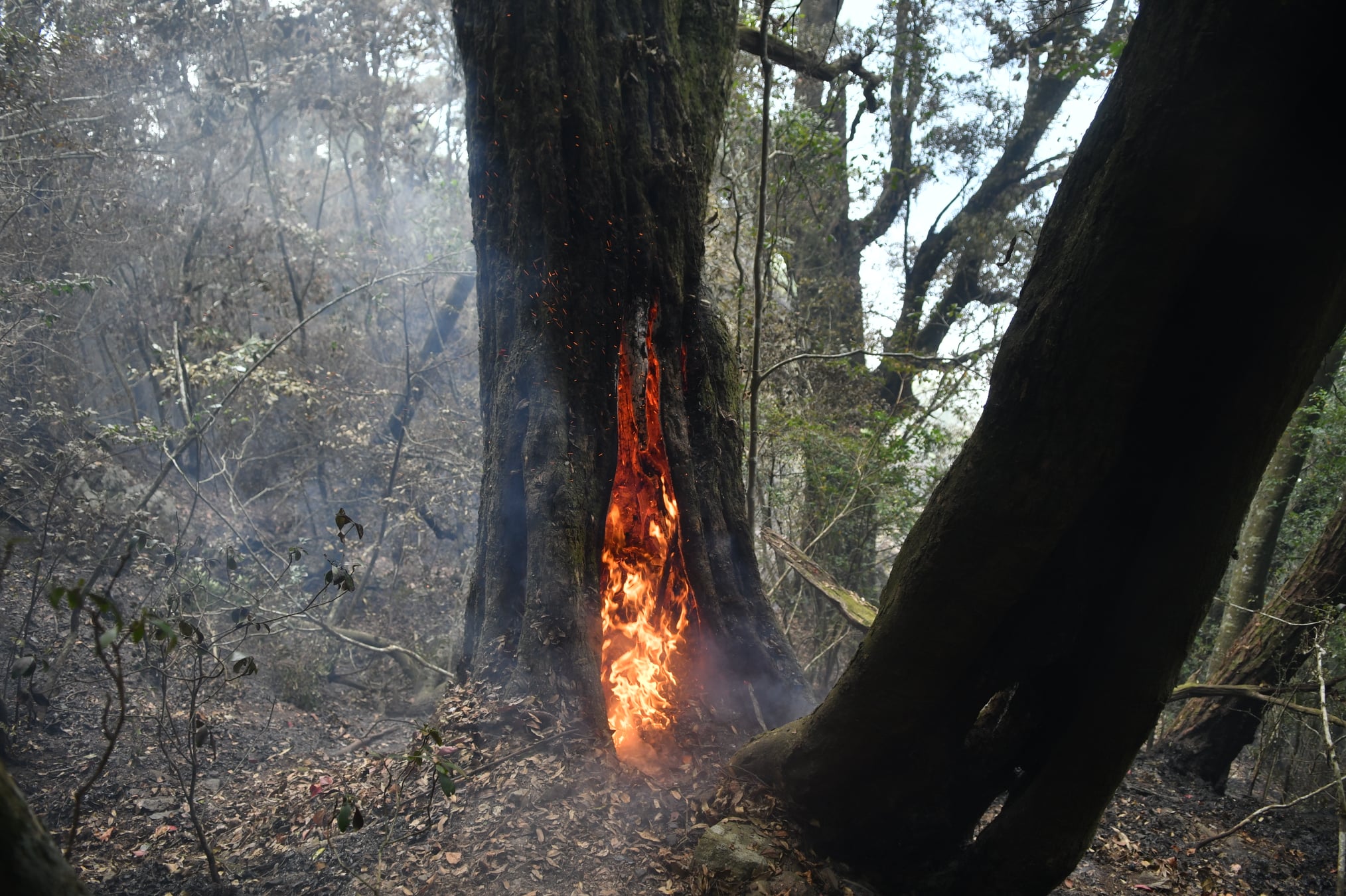 這回釀成大火的杜鵑營地，離標高3,280公尺的高山湖泊大水窟約半天腳程。（翻攝自浪漫巡山員臉書）
