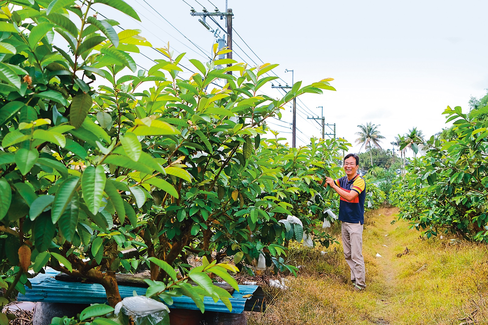 熱情的民宿主人，會帶著住宿遊客去有機芭樂園採果。