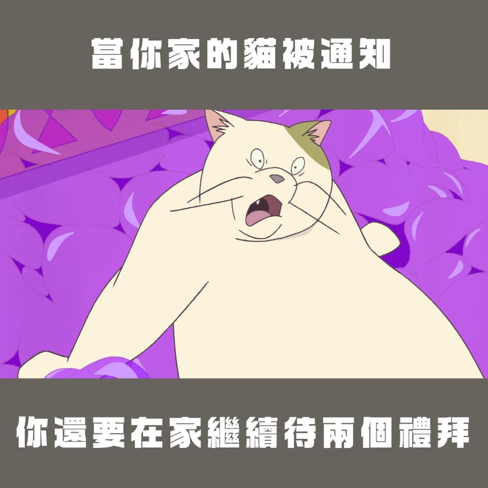 三級警戒延長兩週，家裡的貓貓比你驚恐。（翻攝自台灣青年民主協會臉書）