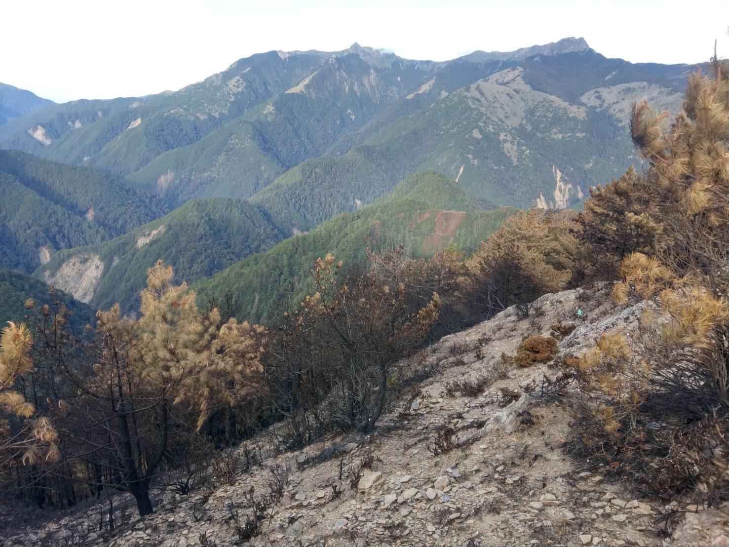 玉山八通關林地大火災後現地照片。（翻攝自林務局官網）
