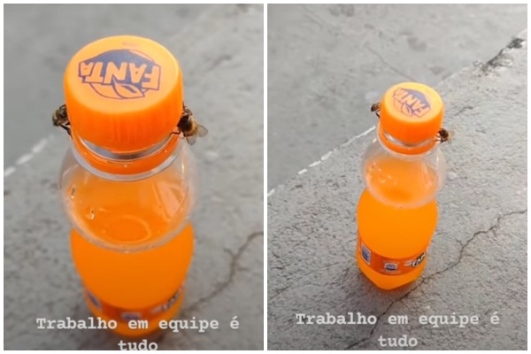 蜜蜂具有高智商，讓科學家驚豔。（示意圖，PhotoAC）