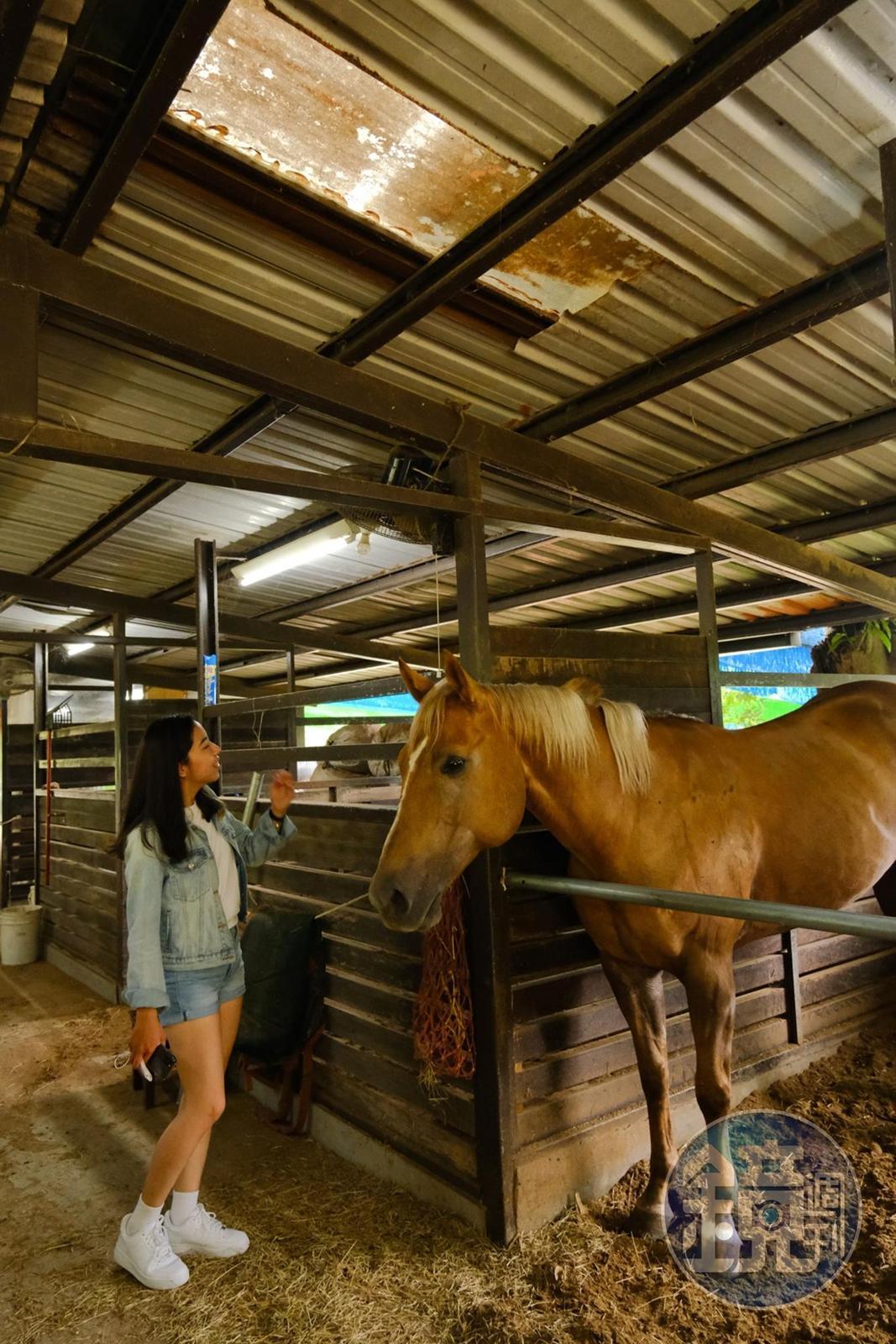 「陶教練馬術莊園」內有馬匹，提供參觀及餵食體驗。