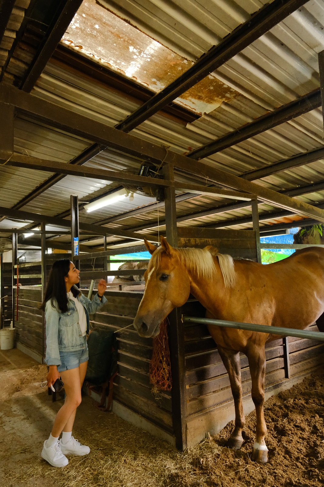 「陶教練馬術莊園」內有馬匹，提供參觀及餵食體驗。