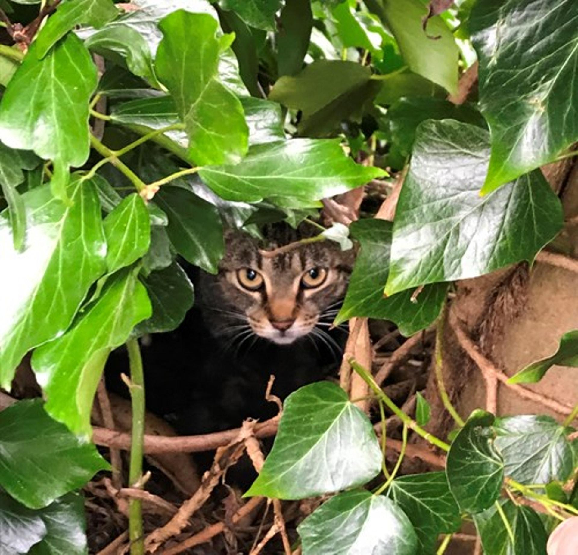 動物保護組織的義工們在樹上發現浪貓一家人。(翻攝自Cats Protection臉書)