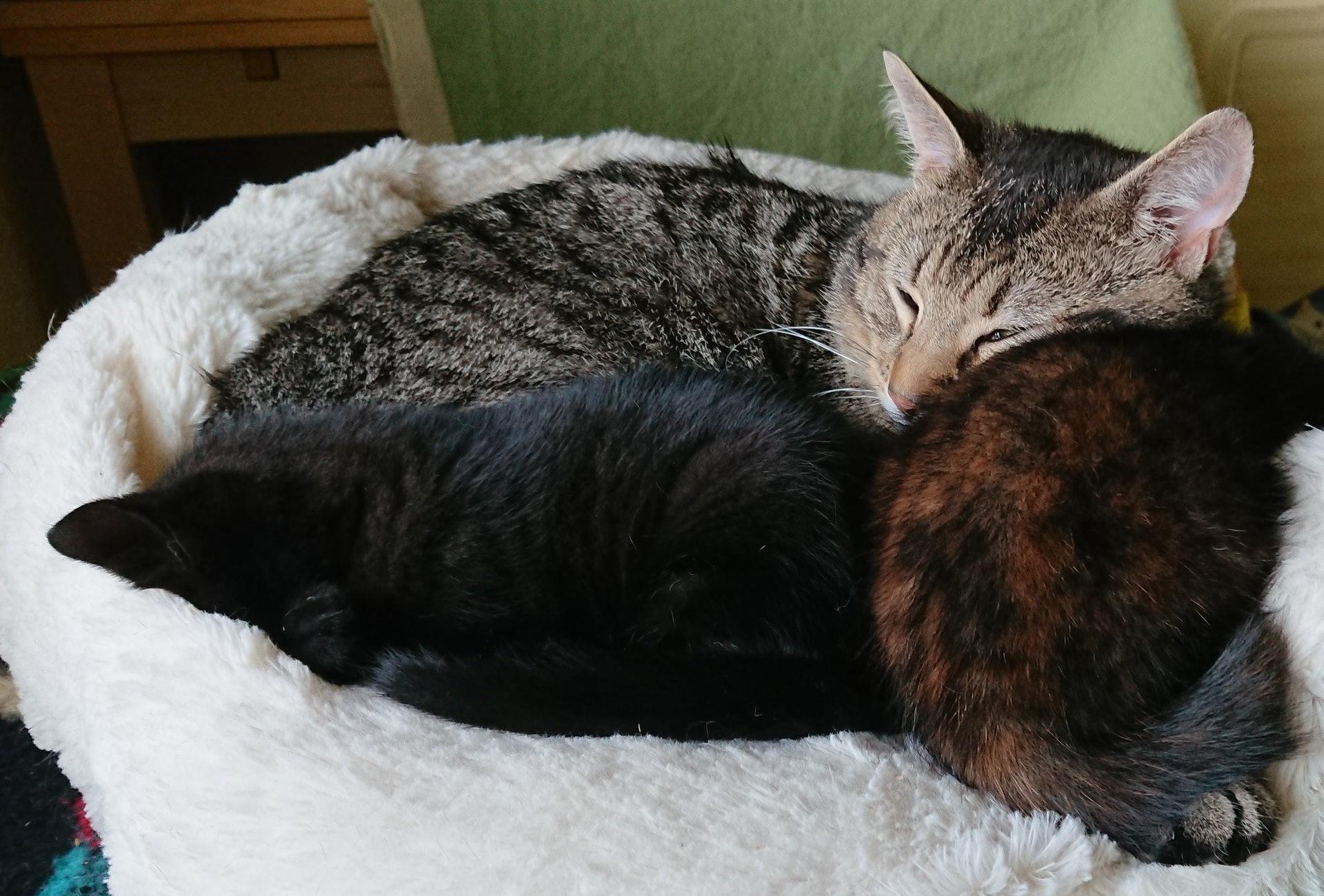 貓爸爸對小貓們充滿父愛,相當難得。(翻攝自Cats Protection臉書)