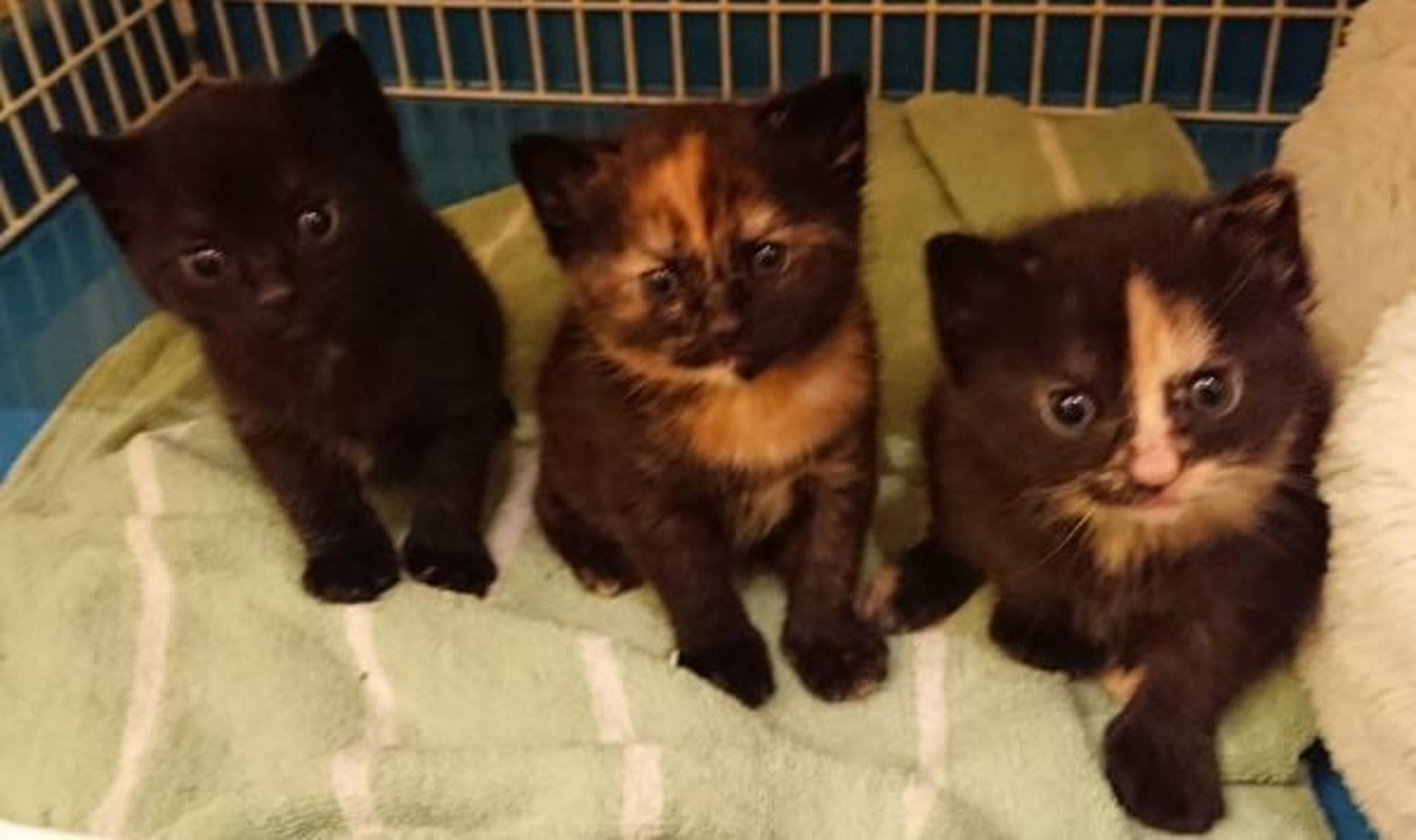 等到小貓們健康無虞、打完疫苗就會開放認養。(翻攝自Cats Protection臉書)